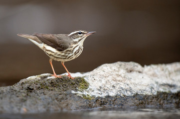 Louisiana Waterthrush perched on a large boulder in the water as it searches for small insects and invertabrates to eat in the soft overcast light.