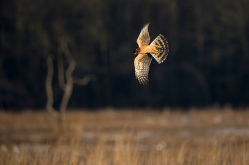 A Northern Harrier flies over an open field as the golden setting sunlight shines on it.