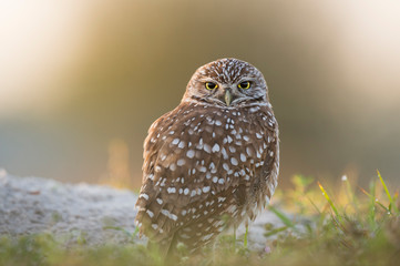 A Florida Burrowing Owl close-up portrait in soft morning sunlight with a smooth green background.