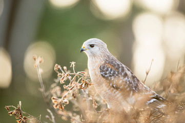 A Red-shouldered Hawk perched in a bush in soft morning light with an intense look in its eyes.