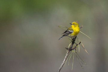 A bright yellow Pine Warbler perched in a branch with a smooth background in soft overcast light.