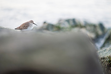 A Dunline perched on jetty rocks in soft overcast light with a white background.
