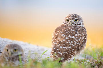 A pair of Florida Burrowing Owls standing in the grass in soft morning sunlight with a smooth background.
