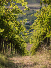 Landscape with vineyards in Italy
