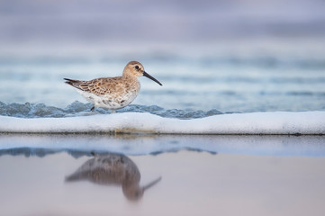 A Dunlin wades in shallow water with a small wave and foam around it with its reflection in the wet sand