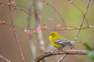 A bright yellow Pine Warbler perched in a branch with a smooth background in soft overcast light.