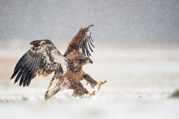 A Juvenile Bald Eagle flying in the snow in an open field on a cold winter day.