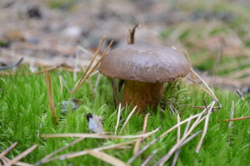  beautiful mushroom in the forest