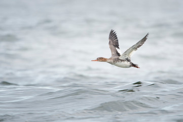 A female Red-breasted Merganser flies over the water in soft overcast light.