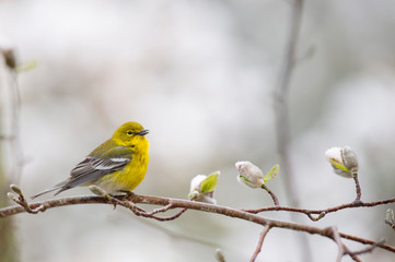 Bright yellow Pine Warbler perched in a flowering tree in spring in sotf overcast light.