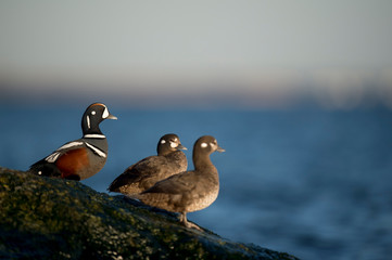 A small group of Harlequin Ducks perched on jetty rocks with the bright blue water and sky in the background on a sunny day.