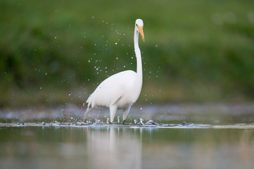 A Great Egret wades in the shallow water searching for small fish and food in soft light with a smooth green background.