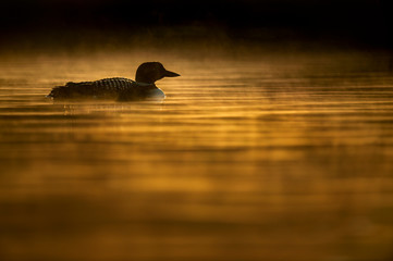 A Common Loon swims in the early morning sunlight as it makes the low hanging fog glow around the bird in the water.