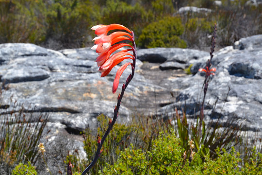 Watsonia tabularis plant, an interesting red-pink flower that can be seen on in Table Mountain National Park near Cape Town, South Africa.