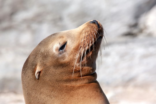 Seel&ouml;we