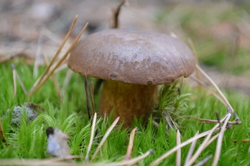  beautiful mushroom in the forest