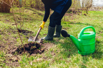 Gardener planting tree in spring garden digging with shovel. Farmer working outdoors. Environment, agriculture