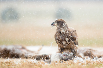 A juvenile Bald Eagle stands on a carcass in a farm field on a snowy winter day.