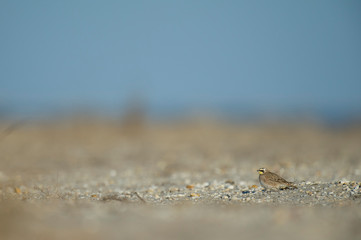 A small Horned Lark stands on a sandy beach in bright sunlight with the blue sky in the background.
