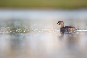 A small Pied-billed Grebe floats on the calm water in the soft sunlight.