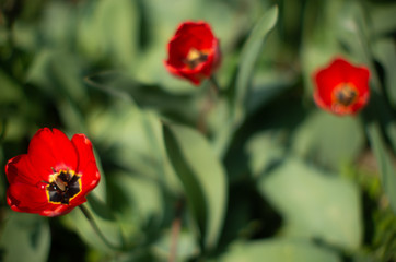  beautiful red tulips on a green blurred background