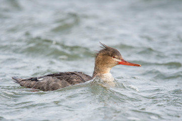 A female Red-breasted Merganser swims in clear cold water on an overcast day.