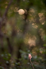 A tiny Carolina Wren perched on a bare branch with golden sunlight filtering through the trees behind it.