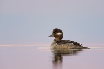 A female Bufflehead duck floats on calm water reflecting the pink and purple pastel tones of the dawn sky.