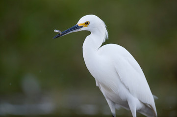 A white Snowy Egret wades in the shallow water catching small minnnows in its beak in soft light with a smooth background.