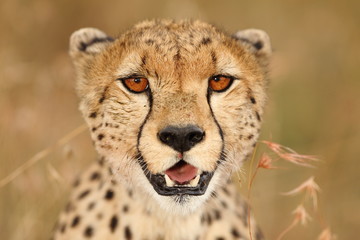 Cheetah Portrait, cheetah close up