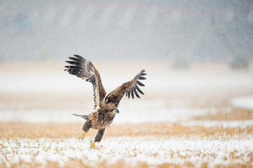 A Juvenile Bald Eagle flying in the snow in an open field on a cold winter day.