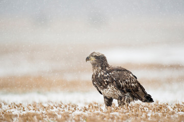 A juvenile Bald Eagle stands in a farm field on a cold winter day in light falling snow.