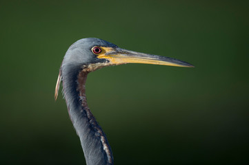 A close head shot of a Tricolored Heron showing off its yellow bill and bright red eye with a smooth green background.