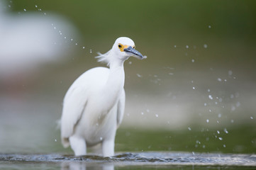 A white Snowy Egret wades in the shallow water catching small minnnows in its beak in soft light with a smooth background.