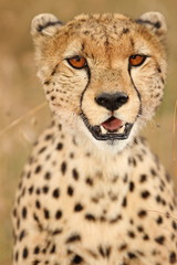 Cheetah Portrait, cheetah close up