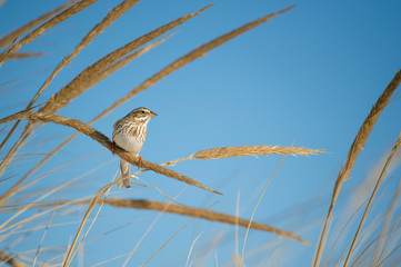 A Savannah Sparrow perched in dune grasses on the beach with a bright blue sky on a sunny day.