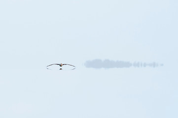 A Brown Pelican gliding over calm water with its reflection showing with light blue water and sky.