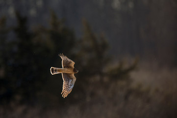 A Northern Harrier flies in front of a dark background as it glows in the setting sunlight flying over an open field.