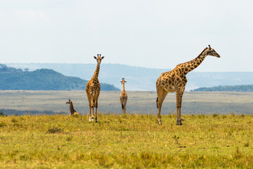 Four Giraffes in Africa