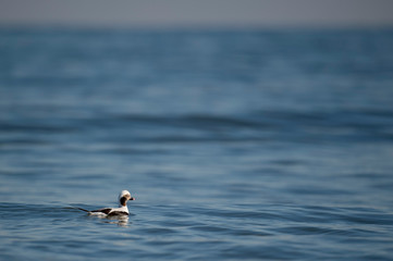 A male Long-tailed Duck swims in the blue water on a bright sunny day.