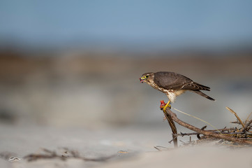 Merlin perched on driftwood with prey in its talons on the beach in the bright sun.