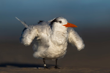 A Royal Tern ruffles its feathers and shakes out during a preening session on a sandy beach in the...