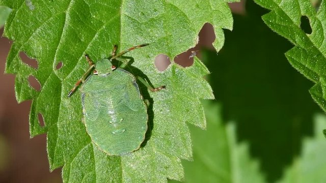 Green shield bug (Palomena prasina) nymph on leaf showing camouflage colours