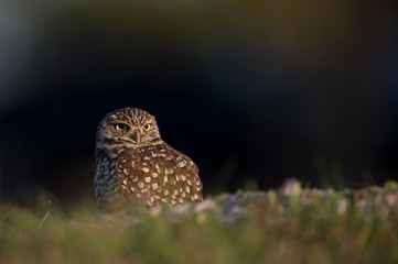 A Florida Burrowing Owl sits on the ground with a dark smooth background in the golden morning sunlight.