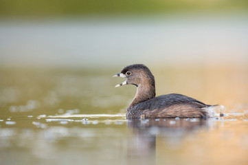 A Pied-billed Grebe floating on calm water in the soft early morning sunlight with a smooth out of focus background.