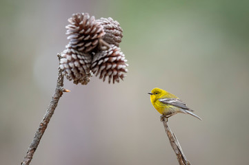 A bright yellow Pine Warbler perched on a branch with pine cones with a smooth background and soft overcast light.