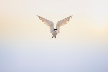 A Least Tern hovers in the sky with its wings spread in front of a light yellow and blue sky.