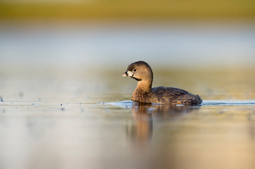 A Pied-billed Grebe floating on calm water in the soft early morning sunlight with a smooth out of focus background.