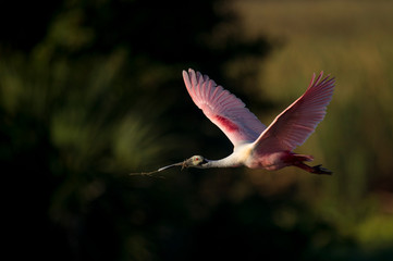 A Roseate Spoonbill flies in front of a dark black background with nesting material in its beak on a bright sunny day.