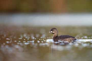 A small Pied-billed Grebe floats on the calm water in the soft sunlight.
